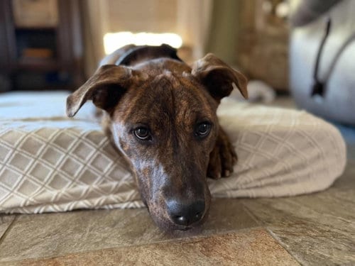 Photo of Zoey- total package, adoptable American Pit Bull Terrier in Oakhurst, New Jersey
