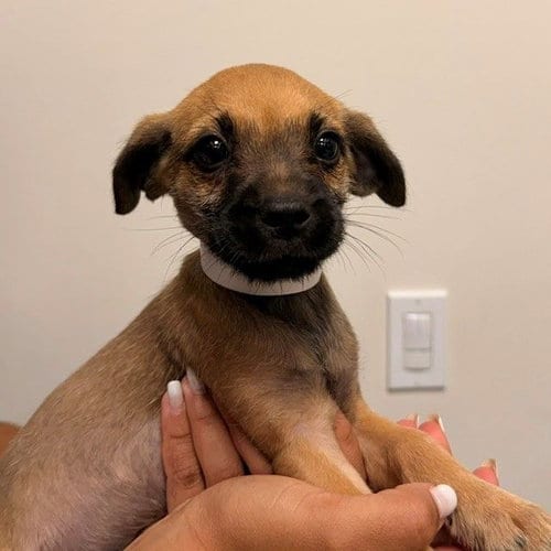 Photo of Christopher, adoptable Unknown breed in Rancho Santa Fe, California