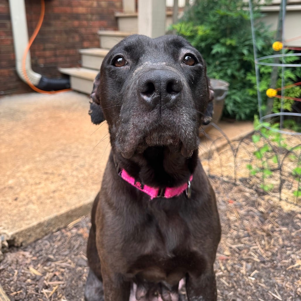 Photo of Mama Luna, adoptable Terrier, Pit Bull in Greensboro, North Carolina