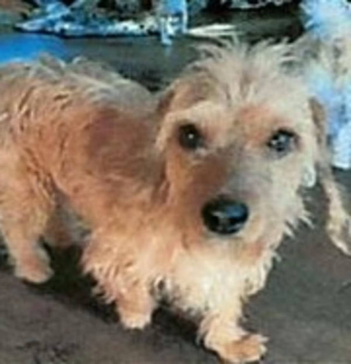 Photo of Finley, adoptable Poodle (Miniature)/Dachshund in Littleton, Colorado