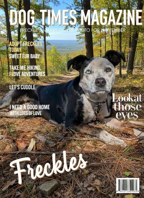 Photo of Freckles, adoptable Australian Cattle Dog/Blue Heeler in Rutherfordton, North Carolina