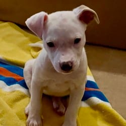 Photo of Josie, adoptable Bull Terrier Boxer in Winchester, Virginia