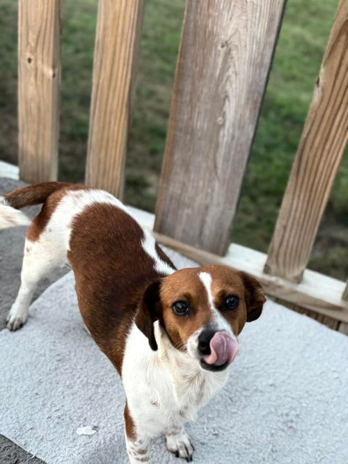 Photo of Renne, adoptable Chihuahua in Holly Springs, North Carolina