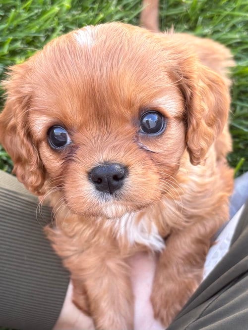 Photo of Linus, adoptable Cavalier King Charles Spaniel in Brandon, South Dakota