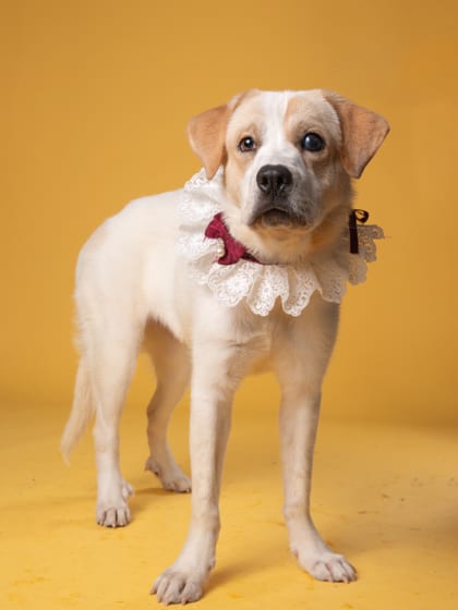 Photo of Kora, adoptable dog in Atlanta, Georgia