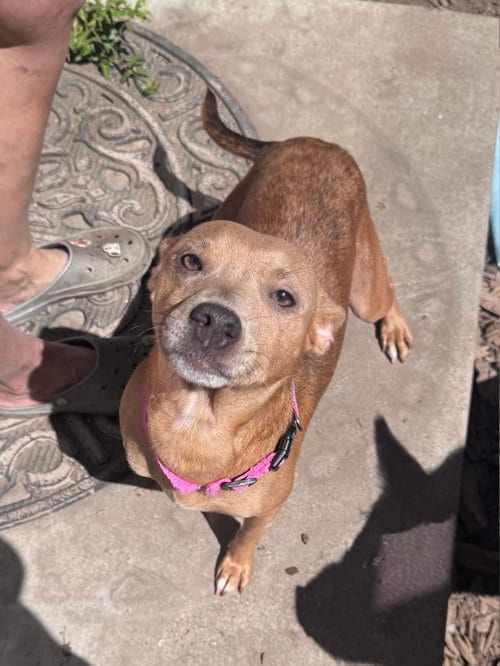 Photo of Salamandra, adoptable Chihuahua in Oakland, California