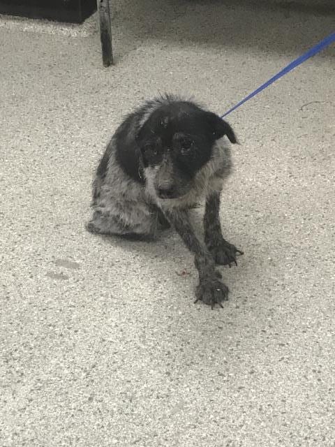 Photo of Sasha, adoptable Australian Cattle Dog/Blue Heeler in Conroe, Texas