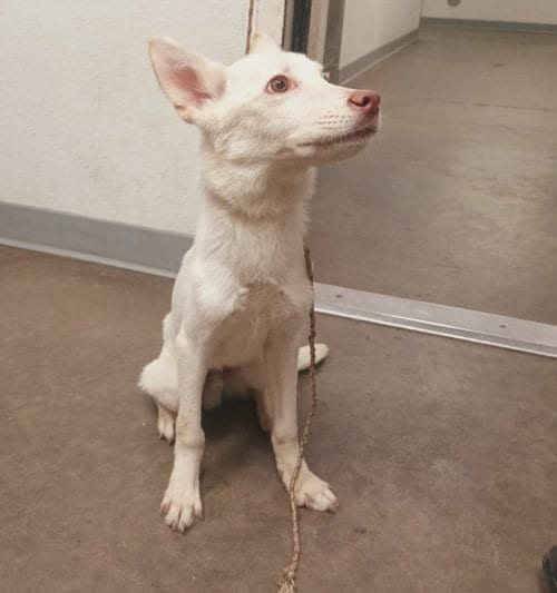 Photo of Ghost, adoptable Siberian Husky in Los Angeles, California