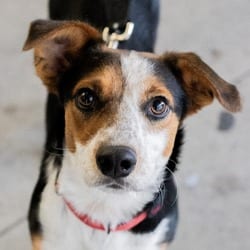 Photo of Bruce, adoptable Beagle Mixed Breed (Medium) in New York, New York