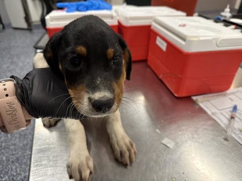 Photo of A1939798, adoptable Rottweiler in Thousand Palms, California