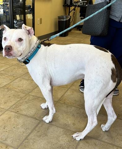 Photo of Rummy, adoptable Pit Bull Terrier in Norfolk, Virginia
