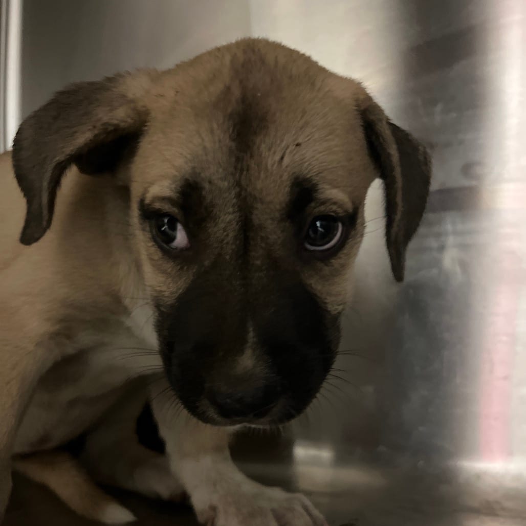 Photo of Bailey, adoptable Mixed Breed (Small) in Chattanooga, Tennessee