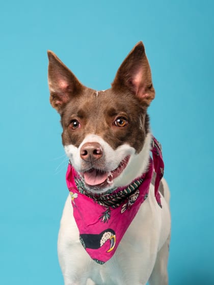 Photo of Appaloosa, adoptable dog in Atlanta, Georgia