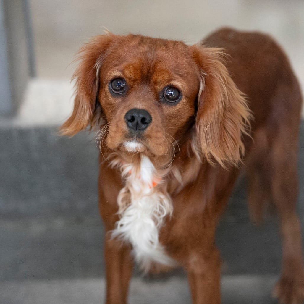 Photo of Gidean (OT26-40), adoptable Spaniel, Cavalier King Charles in Colorado Springs, Colorado
