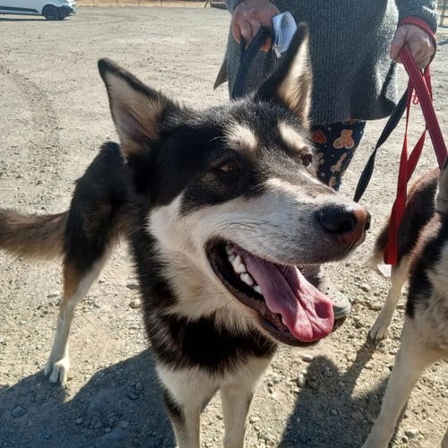 Photo of Mochi, adoptable Alaskan Malamute in San Juan Bautista, California