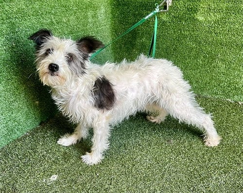 Photo of Ruby, adoptable Terrier in Lancaster, California