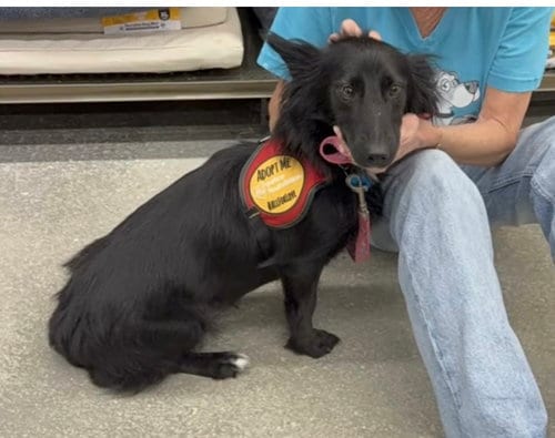 Photo of Rosie, adoptable Terrier in Royal Palm Beach, Florida