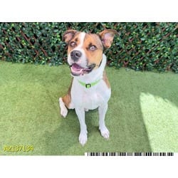 Photo of Bean, adoptable Mixed Breed (Medium) in West Palm Beach, Florida