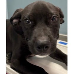Photo of Tuscan, adoptable Labrador Retriever Terrier (Unknown Type, Medium) in San Antonio, Texas