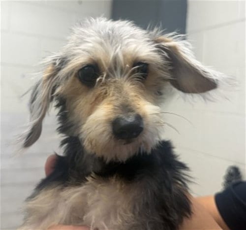 Photo of Eclair, adoptable Terrier in San Bernardino, California