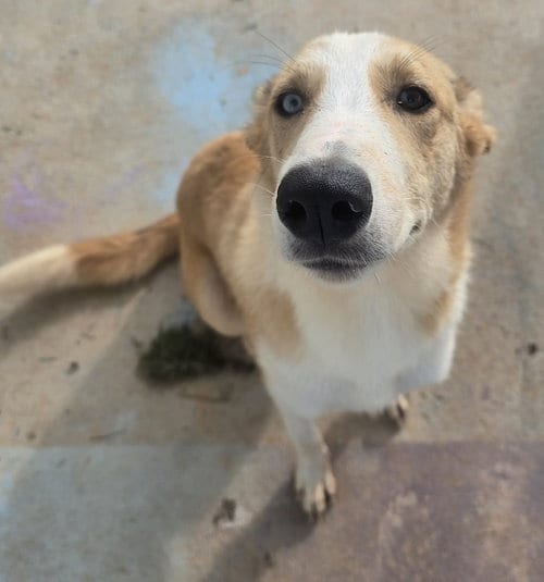 Photo of Mochila, adoptable Labrador Retriever in Mount Airy, North Carolina