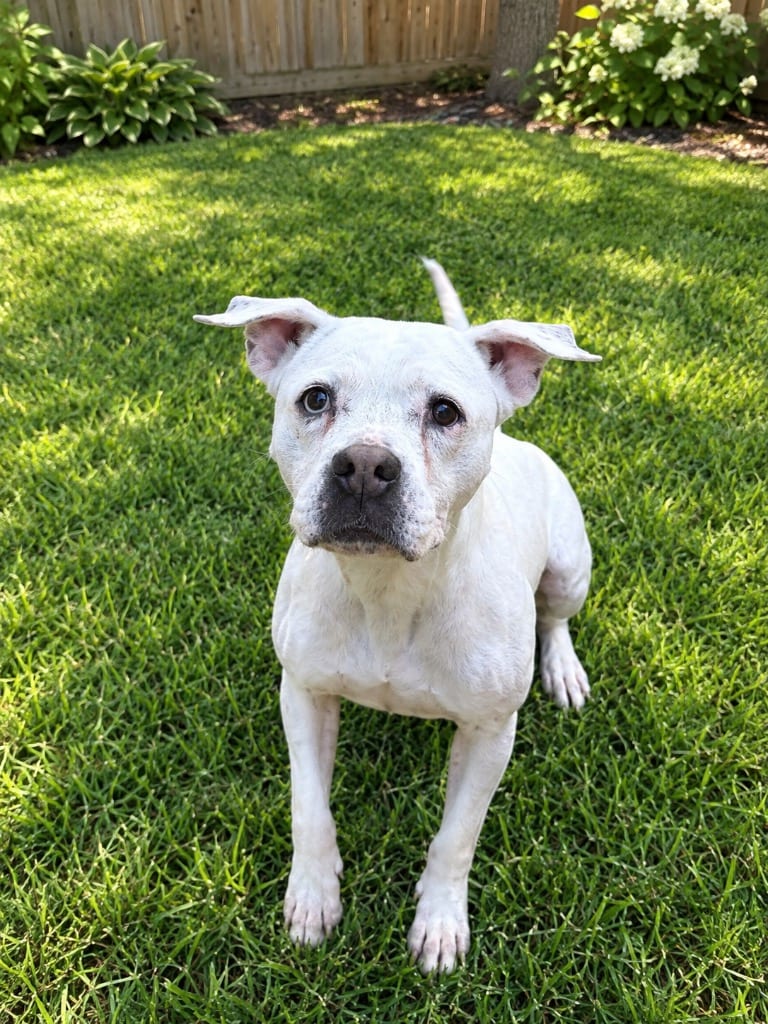 Photo of Sariah, adoptable Mixed Breed in Ocala, Florida