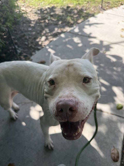 Photo of Penn, adoptable American Pit Bull Terrier in Miami, Florida