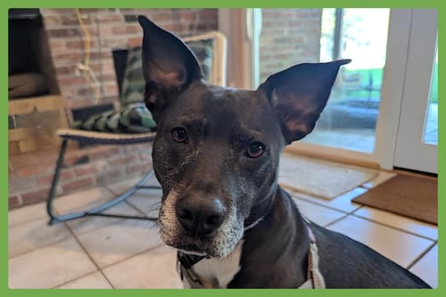 Photo of Dani, adoptable American Pit Bull Terrier in Amherst, Massachusetts