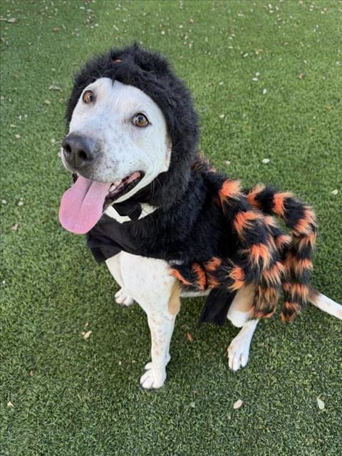 Photo of Lizzy, adoptable Australian Cattle Dog/Blue Heeler in Santa Barbara, California
