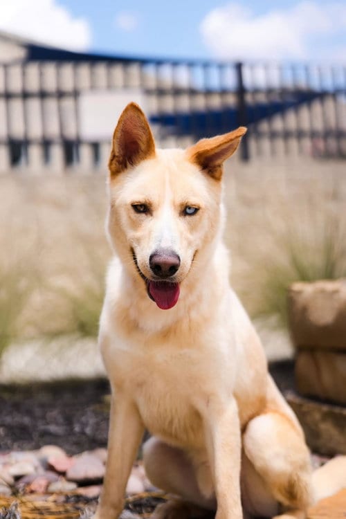 Photo of Montana, adoptable Husky in McKinney, Texas