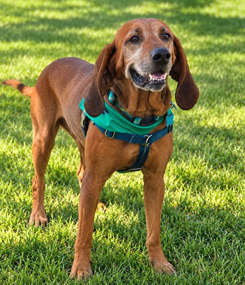 Photo of Ole Red, adoptable Redbone Coonhound in Plainfield, Illinois