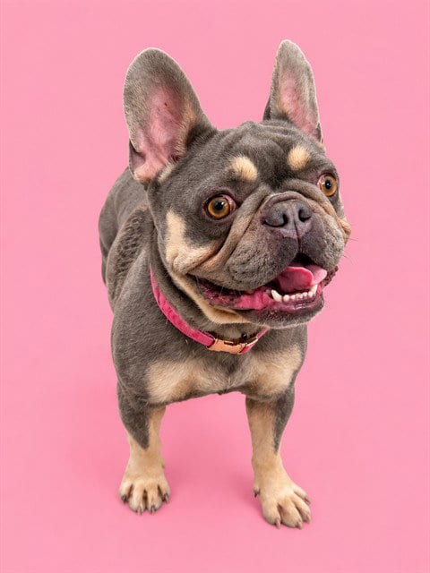 Photo of Coco, adoptable French Bulldog in Miami, Florida