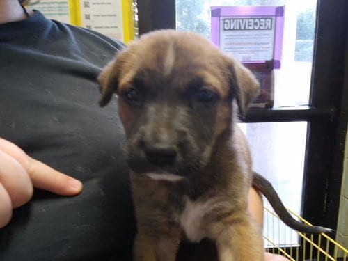 Photo of Hephaestus, adoptable Pit Bull Terrier in Tulsa, Oklahoma