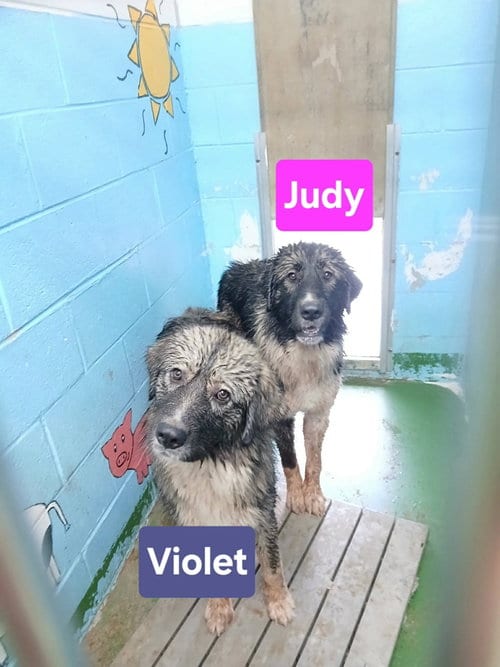 Photo of Violet - At shelter, adoptable Great Pyrenees in Rustburg, Virginia