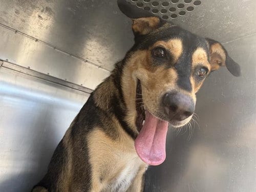 Photo of Bea, adoptable German Shepherd Dog in Grand Prairie, Texas