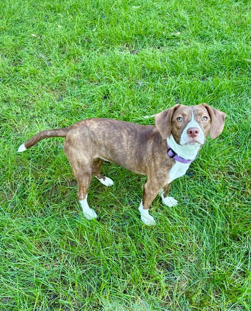 Photo of Tilly, adoptable Beagle in Omaha, Nebraska