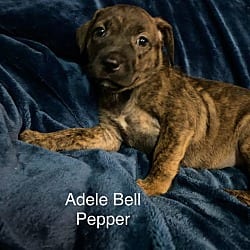 Photo of Adele Pepper, adoptable Plott Hound American Staffordshire Terrier in St. Clair Shores, Michigan
