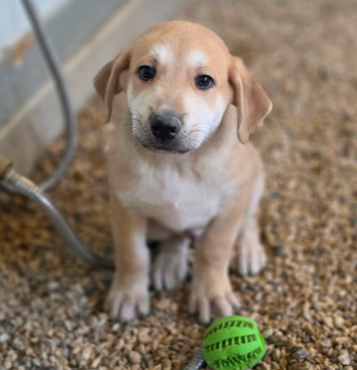 Photo of Boo JuM, adoptable German Shepherd Dog Mixed Breed (Medium) in Nashville, Tennessee