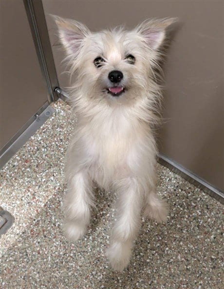 Photo of Mordecai, adoptable Maltese in Clyde, North Carolina