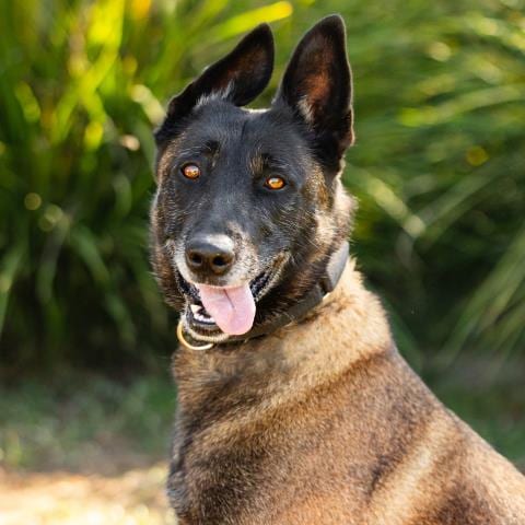 Photo of Kali, adoptable Belgian Shepherd Malinois in Camarillo, California