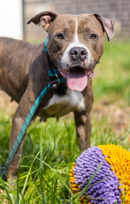 Photo of Seraphina, adoptable dog in Chamblee, Georgia