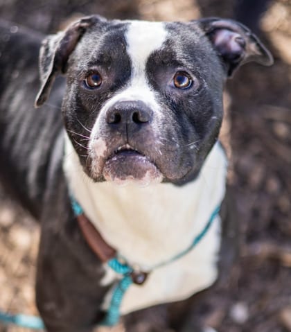 Photo of Hagan, adoptable dog in Chamblee, Georgia