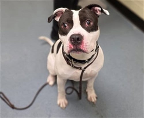 Photo of Cowboy, adoptable American Pit Bull Terrier in Denver, Colorado