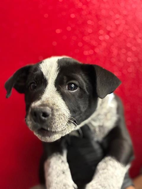 Photo of Pugsley, adoptable Queensland Heeler in Visalia, California