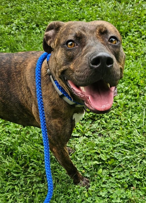 Photo of Summer Louisiana, adoptable Pit Bull Terrier in Rockaway, New Jersey