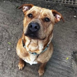 Photo of Bandera, adoptable Labrador Retriever American Pit Bull Terrier in Stephenville, Texas