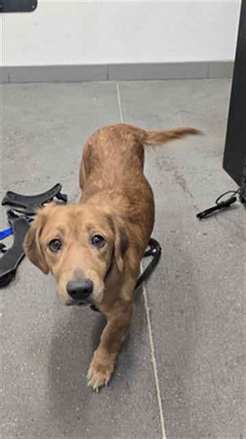 Photo of Skyla, adoptable Dachshund in Mesa, Arizona