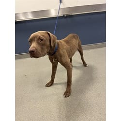 Photo of Igor, adoptable Terrier (Unknown Type, Medium) in Doral, Florida