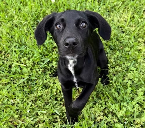 Photo of Claire Bear, adoptable Labrador Retriever in The Woodlands, Texas