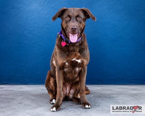Photo of Ms. Moon Pie, adoptable Labrador Retriever in Clovis, California